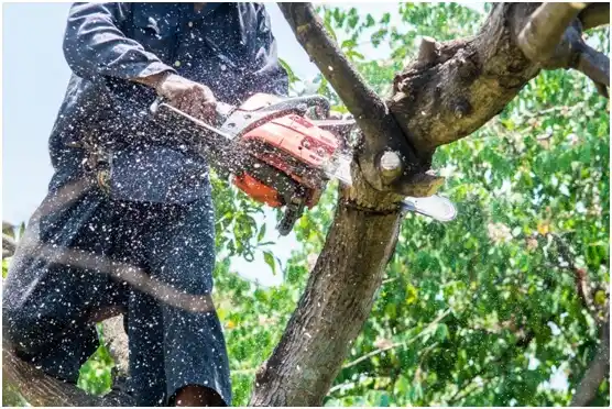 tree services Bloomer